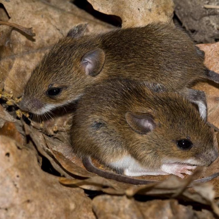 Уничтожения мышей в частном доме в Октябрьском?