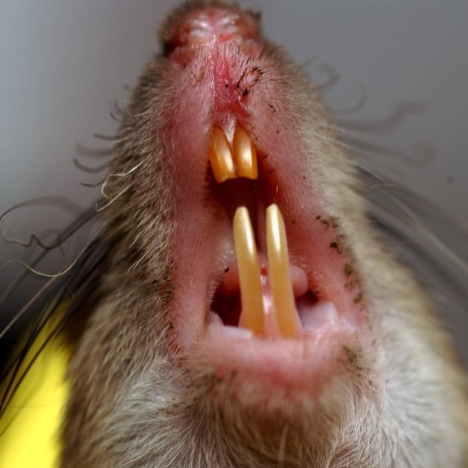 Дератизация крыс в Октябрьском?